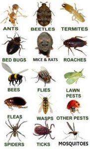 Pest Control - Servall Pest Control